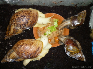 Продам улиток,  не дорого,  породистые #421154