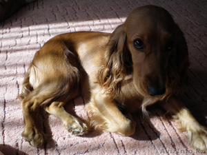 Продам английского кокер спаниеля #421741