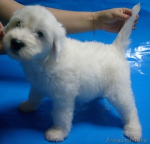 Щенки китайской хохлатой собачки в Астане! #424238