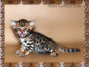 кошка породы Саванна #421186