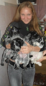 продам щенят спаниеля! #408079