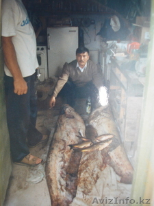 Oхота и рыбалка. #417521