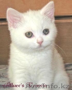Чисто белого котенка. #404844