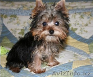 Бесплатный Йоркширский терьер щенки #413947