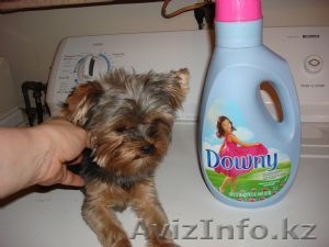 здоровый Йоркширский терьер #404984