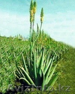 Красота и здоровье с Алоэ Вера #438911