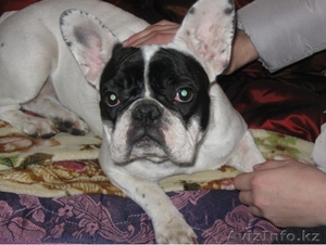 Продается собака #438026