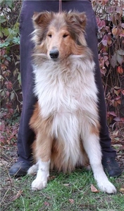 Щенки колли в Алматы #441871