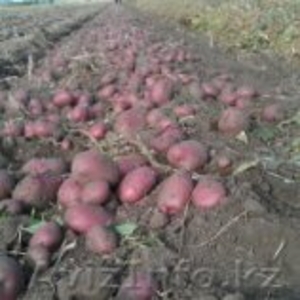 Продовольственный и семенной картофель #450289