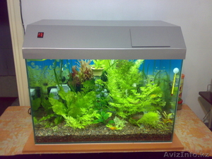 Аквариум рыбки растения #428673