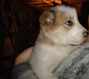 Продам щенков алабая (1 месяц)  #426068