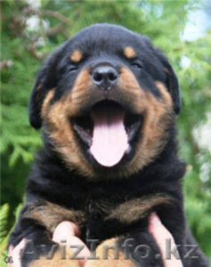 Щенки ротвейлера,  спешите! #431999