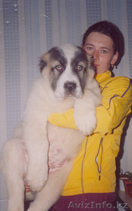 Щенки среднеазиатской овчарки  для продажи!  #435601