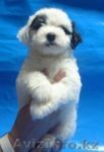 Щенки китайской хохлатой собачки. #453389