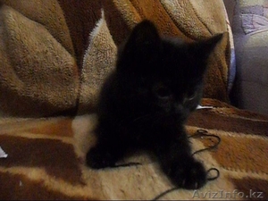 Отдам бесплатно в добрые руки пушистого котенка (мальчик) #443218