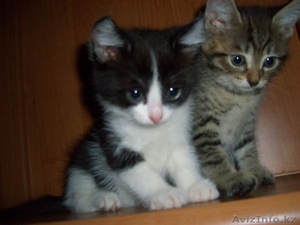 Котята, Астана, отдам #456043