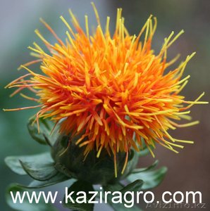 Сафлоровое масло #156058