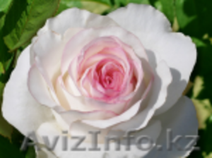 Рассады роз Дольча Вита #446877