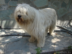 Продаю щенков Южнорусской овчарки #451866