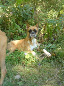 Семья примет в дар Боксёрчика .мальчика. #437712