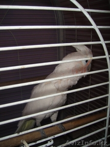 Какаду белый с клеткой #435080