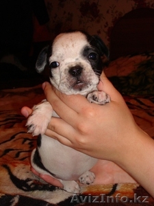 Щенки французского бульдога,  девочка. #446246