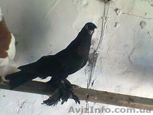 Продажа голубей #435255