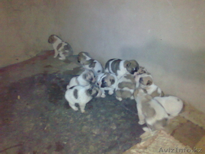 продаю щенков Алабая,  1-мес #446674