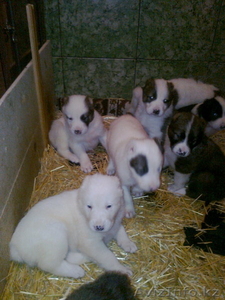 продаю щенков алабая #453136