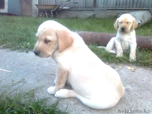 Щеночки ЛАБРАДОРА #407234