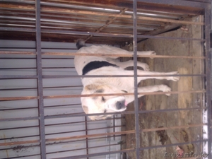 продам алабая 3, 5 года белая кабель #440703