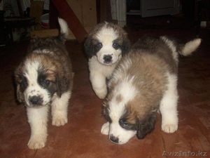 Щенки сенбернара с родословной #427564