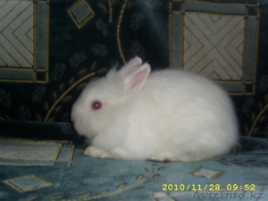КРОЛИКИ ДЕКОРАТИВНЫЕ КАРЛИКОВЫЕ #446822