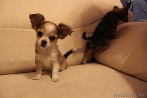 щенки чихуа хуа  #438851