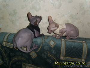 ДОНСИХ СФИНКСИКОВ #446785