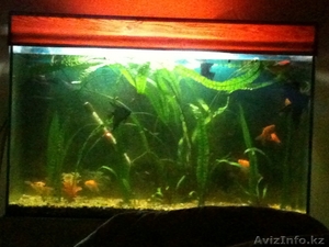 продам аквариум(+ аксессуары) - 240л цена 55000тг #437340