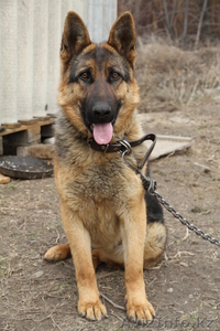 Продам Породистую Немецкую овчарку  #433962