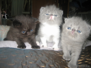 Продаю котят-экзотов #434868