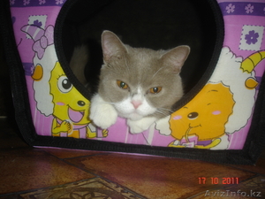 Кот короткашерстный британской породы #432684