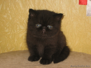 котята экзотической породы экзот продаю #443795