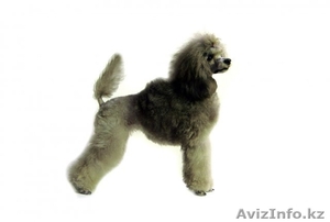 Щенки серебристого миниатюрного пуделя - продам #432914