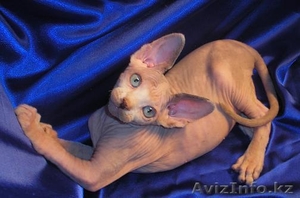 Котёнок канадского сфинкса,  поинтовая черепаха с белым. #455311