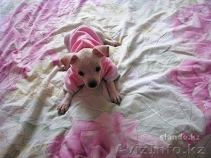  Милый щеночек Тойки #453528