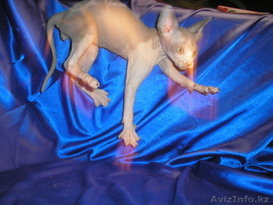 Котёнок канадского сфинкса,  мальчик,  минковый биколор. #455321