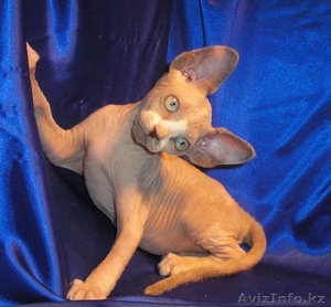 Котёнок канадского сфинкса,  колорпоинтовая черепаха с белым. #455341