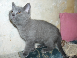 БРИТАНСКИЕ КОТЯТА РАЗНЫХ ОКРАСОВ #447033