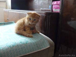 ШОТЛАНДСКИЕ ВИСЛОУШКИ КОТЯТА #446685