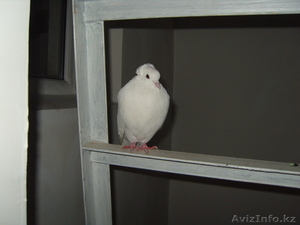 Нашелся голубь белоснежный #430619