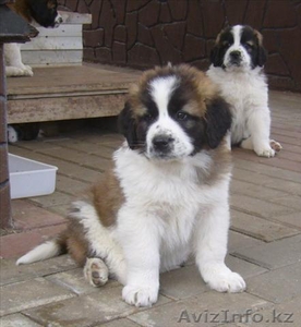 Московская сторожевая,  щенки #432403