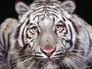 грамотная расклейка обьявлений в алматы #430326